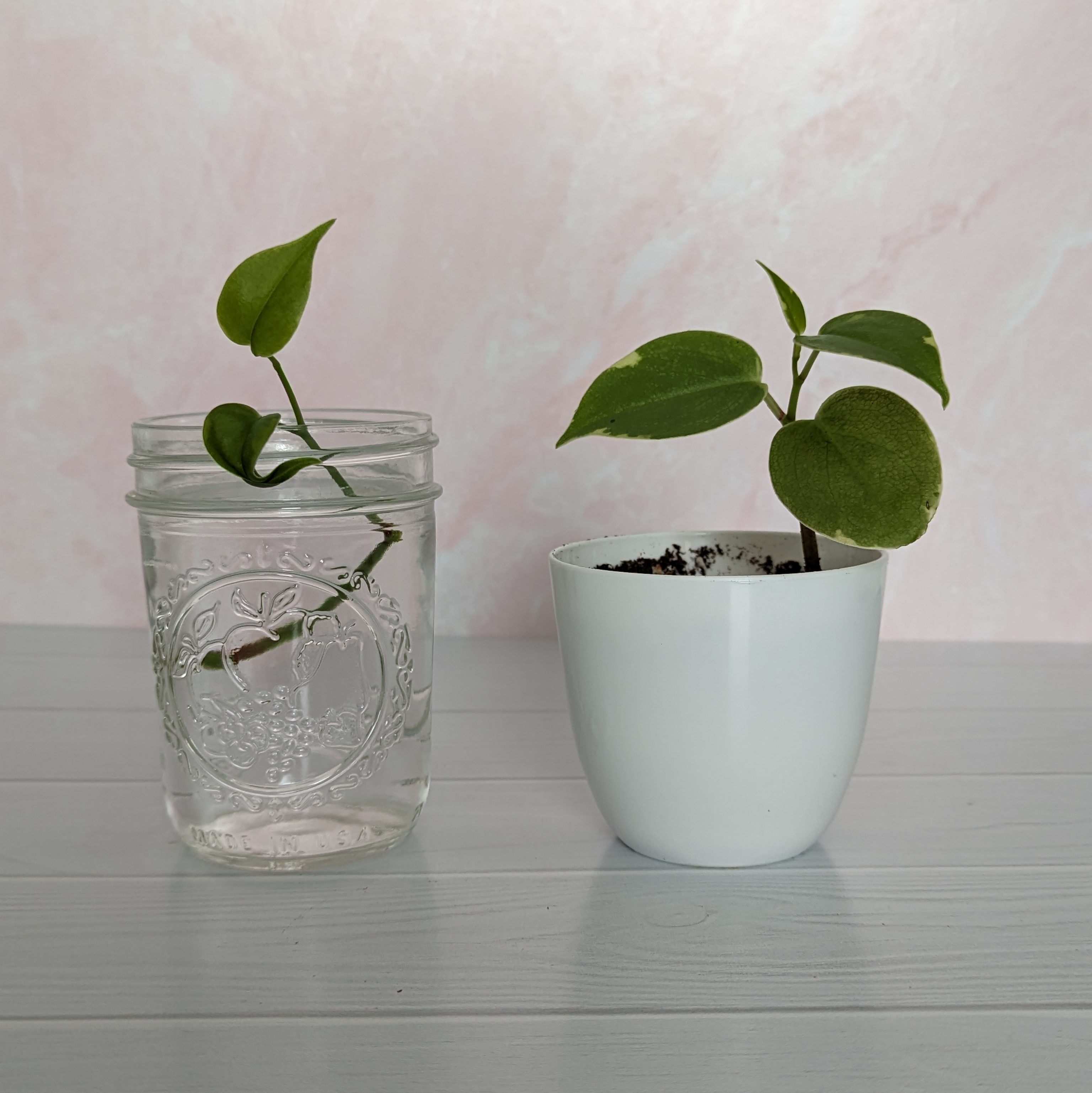 Photo by The Purple Door of two plant cuttings, one in water, and one already moved to a pot.
