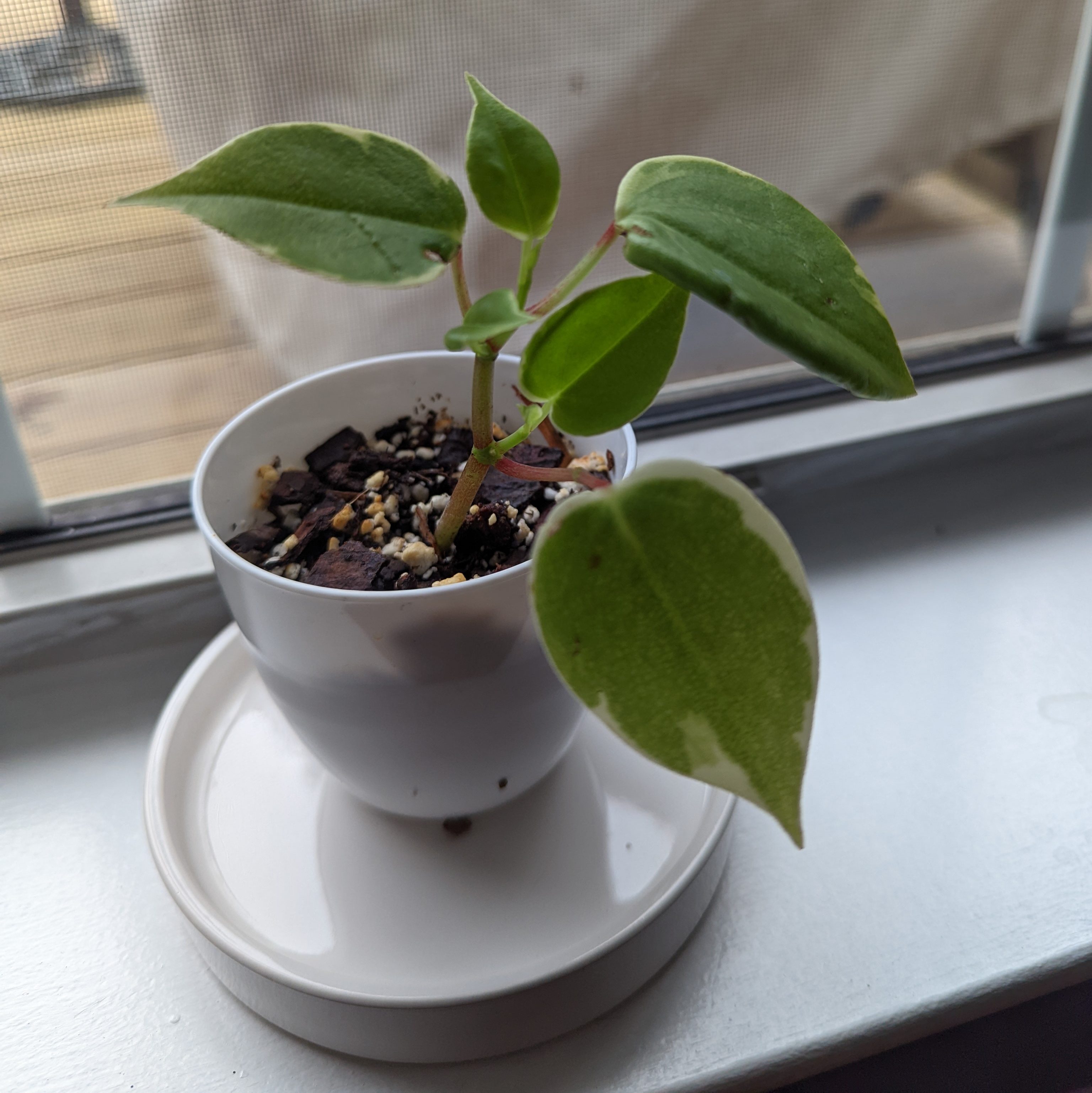 potted cupid peperomia