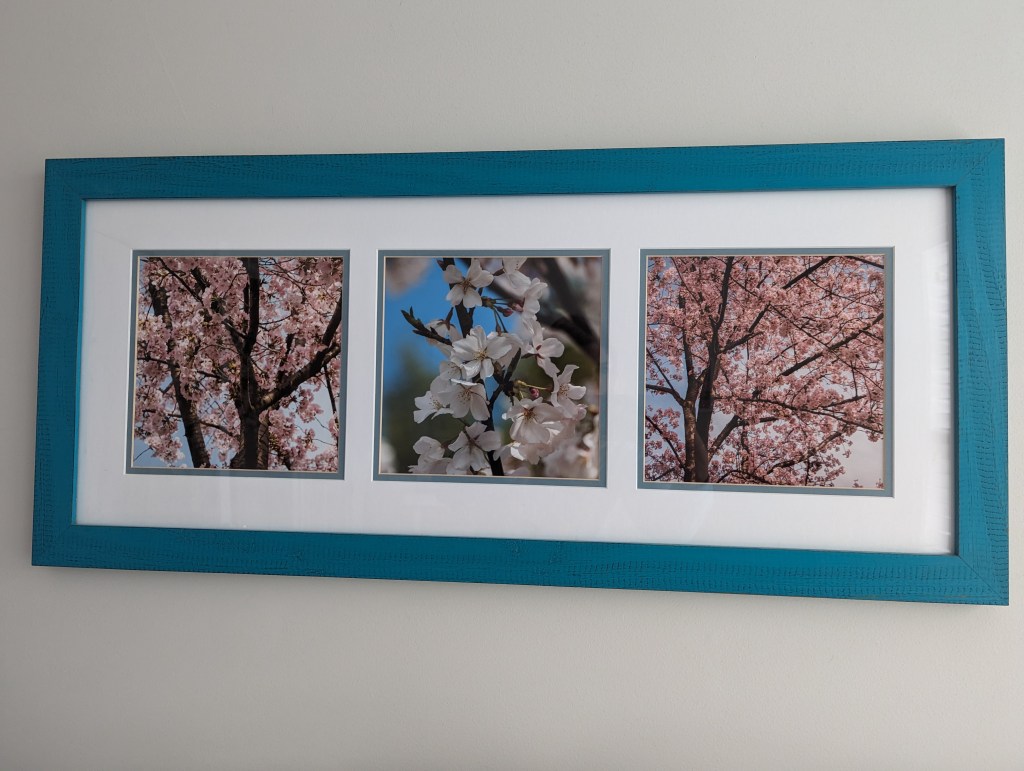 A photo of three cherry blossom photos in a teal wodden frame